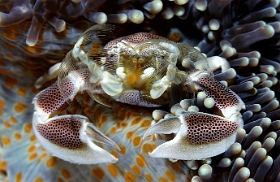Birmanie - Mergui - 2018 - DSC02672_f - Spotted porcelain crab - Crabe porcelaine - Neopetrolisthes macalatus